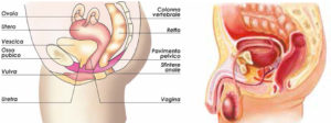 Sistema%20Femminile%20-%20Maschile