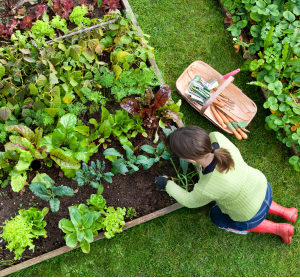 Birds eye view of a woman gardener weeding an organic vegetable garden with a hand fork.