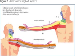 innervazione_arti_superiori